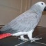 magnifique-perroquet-gris-du-gabon-pour-votre-famille-lola
