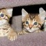 3-magnifiques-chatons-de-race-bengal