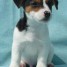 a-adopter-adorables-chiots-jack-russell