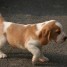 a-donner-adorable-chiot-beagle-male
