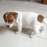 donne-chiot-jack-russell
