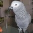 adorable-perroquet-type-gris-du-gabon