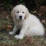 donne-adorables-golden-retriever-femelle-de-3-mois