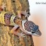 jeune-gecko-leopard