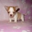 donne-chiot-chihuahua-tres-joilie