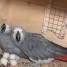 couple-de-perroquets-gris-du-gabon-6-ans