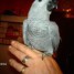 adorable-perroquet-type-gris-du-gabon-eam
