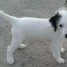 donne-chiot-jack-russell