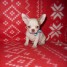 belle-chiot-chihuahua-a-donner