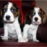a-vendre-2-chiots-de-types-beagle