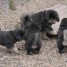 vend-chiots-mastiff-tibetains-a-vendre-tres-bon-prix