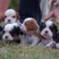adorables-chiots-cavalier-king-charles-pure-race