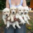 4-chiots-golden-retriever-lof-a-donner