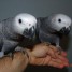 perroquets-gris-du-gabon-couple