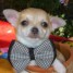 adorable-chiot-chihuahua-a-donner