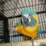 magnifique-perroquet-femelle-ara-caninde