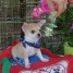 chiot-chihuahua-femelle-disponible