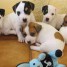 chiots-types-jack-russell