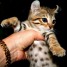 chaton-savannah-disponible-pour-adoption