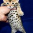 chaton-savana-femelle-disponible-pour-adoption