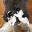 adorables-chiots-chihuahua-male-et-femele-disponible-pour-noel