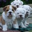 adorables-chiots-bulldog-anglais-lof-disponible