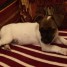 chiot-type-jack-russell-a-donner