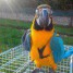 adorable-perroquet-male-type-ara