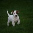 tres-beaux-chiots-type-jack-russell