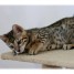 bengals-brown-spotted-marble-et-snow-tabby-lof
