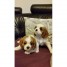 superbes-chiots-cavaliers-king-charles