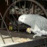 magnifique-perroquet-male-type-gris-du-gabon