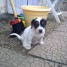 chiot-male-jack-russel-non-lof