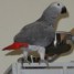 magnifique-perroquet-type-gris-du-gabon