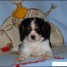 a-reserver-12-chiots-cavalier-king-charles