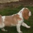 chiot-beagle-male-de-3-mois-a-donner