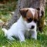 chiot-type-jack-russel-a-donner