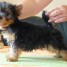 vend-chiot-yorkshire-terrier-lof-munelle-vlaubile02-gmail-com