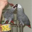 magnifique-couple-de-perroquets-gris-du-gabon-munelle-vlaubile02-gmail-com