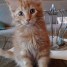 chatons-type-maine-coon-non-loof