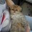 adorable-chaton-persan-a-donner