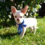 tres-beau-chiot-chihuahua-a-donner