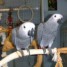 exceptionnels-jeunes-perroquets-gris-du-gabon
