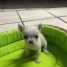 superbe-chiot-chihuahua-1-male-1-femelle-a-donner