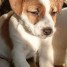 tres-beau-chiot-jack-russell-a-donner