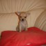 magnifique-chiot-male-type-chihuahua