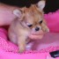 chiot-type-chihuahua-femelle-a-donne
