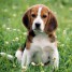 chiot-beagle