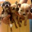 tres-beaux-bb-chiots-chihuahua