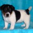 a-donner-chiot-jack-russell-terrier-male